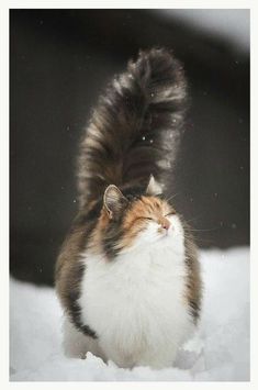 a fluffy cat standing in the snow with it's front paws on its head