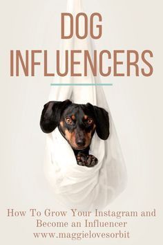 a dog in a hammock with the title'how to grow your instagram and become an intilencer '