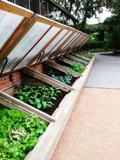 an outdoor vegetable garden with lots of green plants growing in the planter boxes and attached to the side of the building