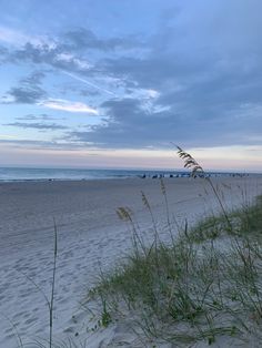 grass growing on the beach next to the ocean