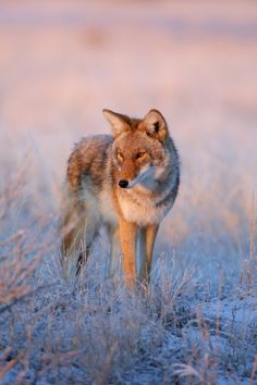 a lone wolf standing in the middle of a field with frost on it's grass