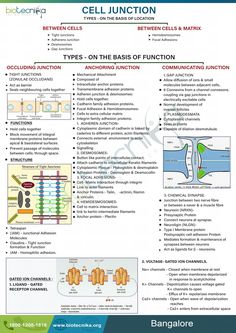 the cell junction poster shows different types of connections