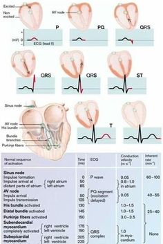 the diagram shows different types of heart valves and their corresponding functions, including an occipitus