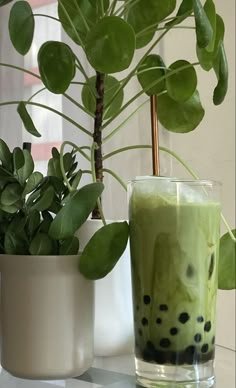 Matcha latte milk green drink boba bubble tea plant iced cold Boujee Food, Bubble Tea Aesthetic, Matcha Bubble Tea, Matcha Drink Recipes, Aesthetic Matcha, Matcha Cafe, Matcha Aesthetic, Green Drink