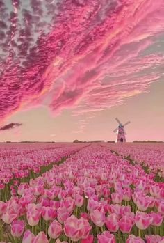 a field with pink flowers and a windmill in the distance