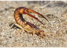 a close up of a shrimp on the ground