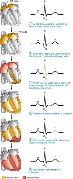 the diagram shows different types of heart valves