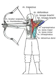 the muscles and their corresponding structures are labeled in this diagram, which shows the location of each