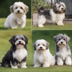 four different pictures of dogs sitting in the grass