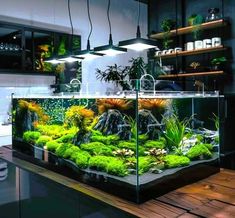 an aquarium filled with plants and rocks on top of a wooden table in a room