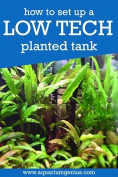 how to set up a low tech planted tank