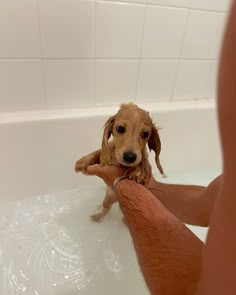 a person holding a small dog in a bathtub