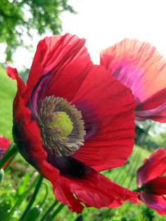 red and purple flowers are in the grass