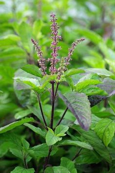 a plant with green leaves and purple flowers in the foreground, surrounded by other plants