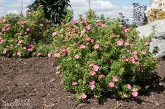 some pink flowers are growing in the dirt