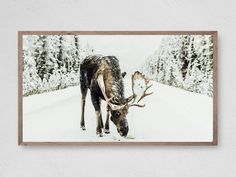 a framed photograph of a moose in the middle of a snow covered road with trees behind it