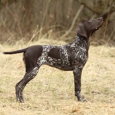 a black and white dog standing on top of dry grass