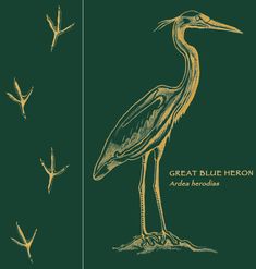 the great blue heron and other birds are depicted in this hand drawn book cover design