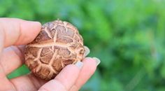 a person holding a small mushroom in their hand