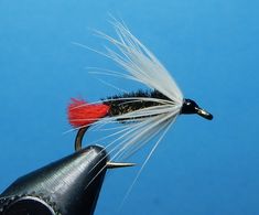 a black and red fly with white tips on it's tip, against a blue background