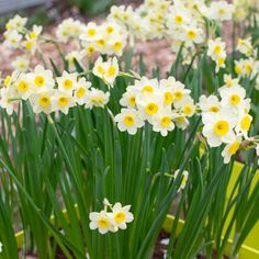 some white and yellow flowers in a pot