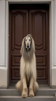 a long haired dog sitting in front of a door