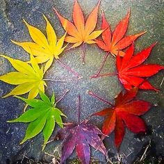 four different colored leaves arranged in a circle on the ground with grass and dirt around them