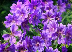 purple flowers are blooming in the garden