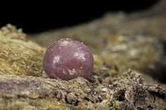 a purple ball sitting on top of a pile of dirt covered in lichen and moss