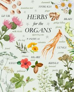 herbs for the organ and plant life