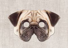 a pug dog with its eyes closed and looking at the camera through a hole