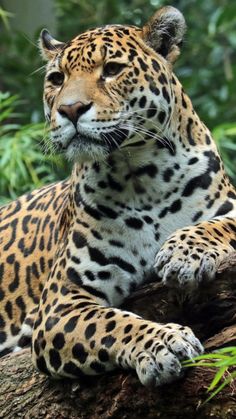 a large leopard laying on top of a tree branch