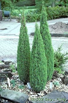 some very pretty green trees in the middle of a yard with rocks and gravel on the ground