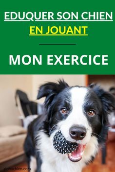 éduquer son chien en jouant : mon exercice Dressage, Border Collie, Shih Tzu, Chihuahua, Poppies, Dresser, Ruby, Dogs, Animals