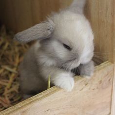 a small white rabbit sitting in a wooden box