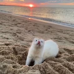 a small white animal laying on top of a sandy beach