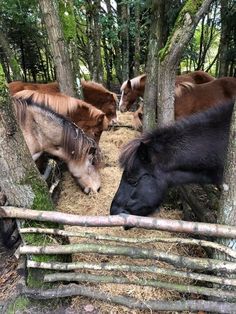 several horses are eating hay in the woods