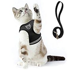 the cat is wearing a vest and holding its paw up in the air with it's front paws