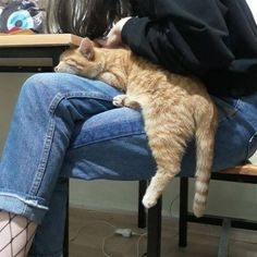 a person sitting in a chair with a cat on their lap