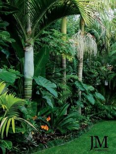 a lush green garden filled with lots of trees