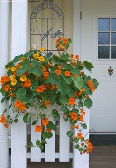 an orange flower hanging from the side of a white picket fence with flowers growing on it