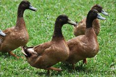 three ducks are walking in the grass together