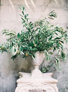 an olive tree in a vase on a pedestal