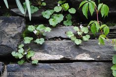 green plants growing out of the rocks in front of a rock garden wall with leaves and flowers on it