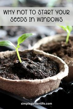 two seedlings sprouts growing in soil with text overlay saying why not to start your seeds in windows