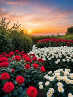 red and white flowers are in the middle of a field at sunset, with an orange sky behind them