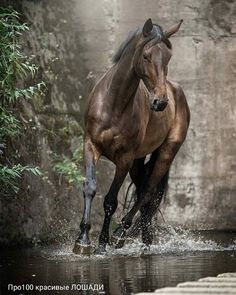 a horse is running through some water