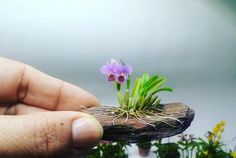 a hand holding a tiny purple flower on top of a piece of wood with grass growing out of it