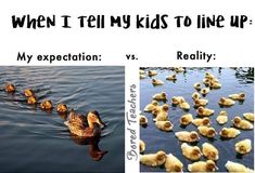 there are two pictures with ducks in the water and one has an expression that says, when i tell my kids to line up