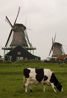 a black and white cow grazes in front of windmills on a cloudy day